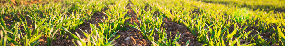 Executive Courses in Sustainable Food and Agriculture