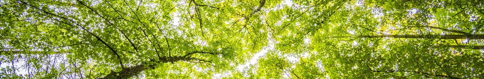Sharing Value: Executive Programs in CSR