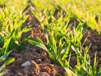 Executive Courses in Sustainable Food and Agriculture