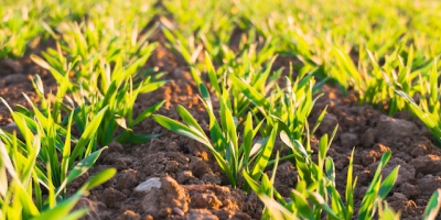 Executive Courses in Sustainable Food and Agriculture